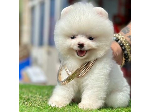 Safkan pomeranian boo bebekler