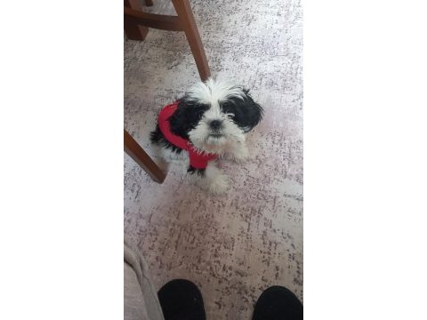 3 aylık shih tzu eğitimli aşılı erkek yavru