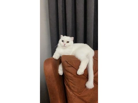 Ücretsiz scottish fold eyes 3,5 yaş