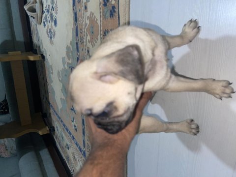 Pug a kalite 2,5 aylık