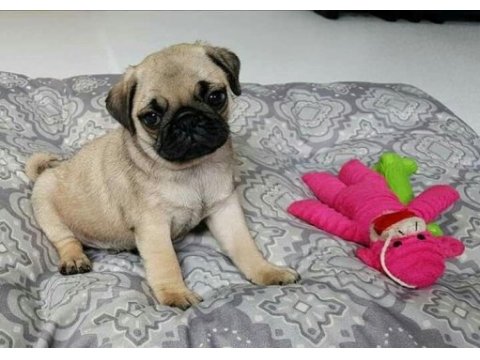 Irk sağlık garantili safkan boncuk gözlü pug mops
