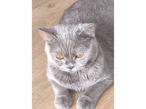 2,5 yaşında british shorthair kedimize yuva arıyoruz