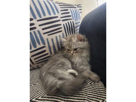 2,5 aylık british longhair yavrular