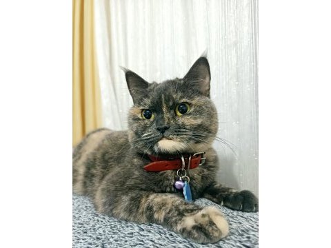 British shorthair 3 yaşında