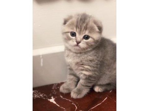 2 aylık scottish fold minikler
