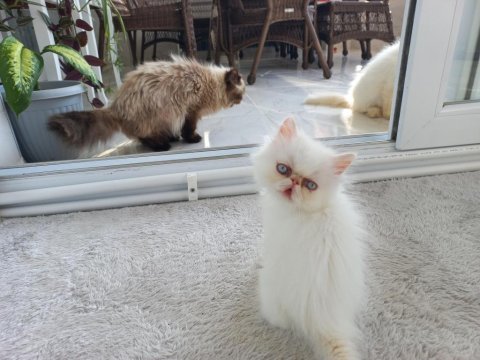 İran kedisi egzotik longhair 2 aylık dişi