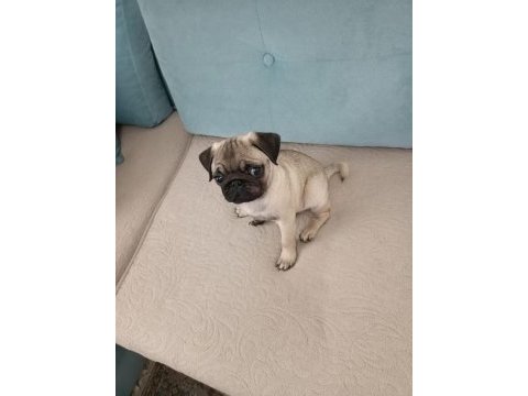 3 aylık pug erkek