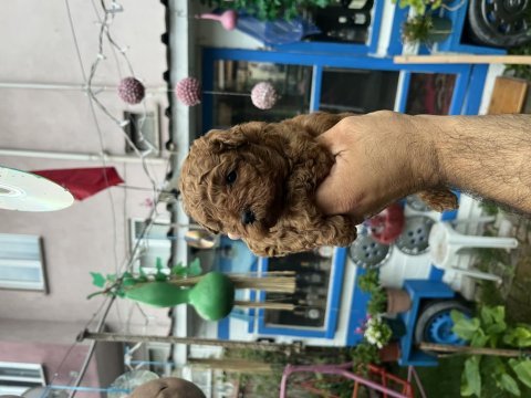 Orijinal toy poodle yavrularımız