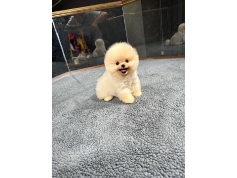 Harika yüz yapısına sahip pomeranian boo yavrularımız