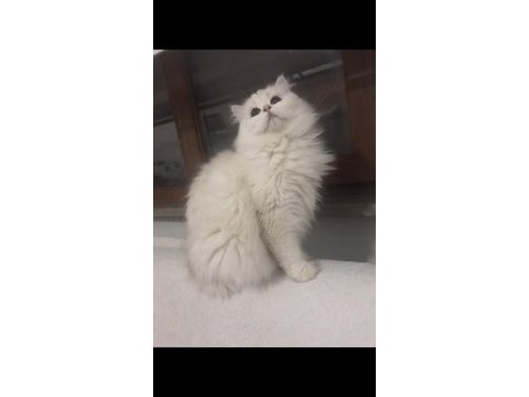 Silver point british longhair