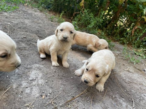 Minik goldenlarımız sahiplerini arıyor
