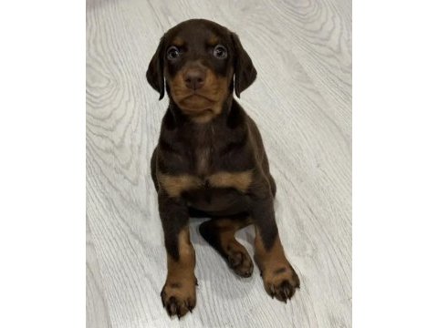 Asil görünümlü doberman yavruları