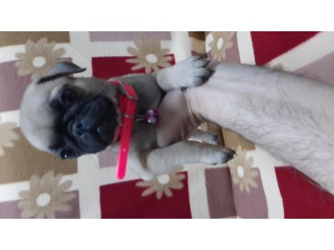60 günlük pug yavrular