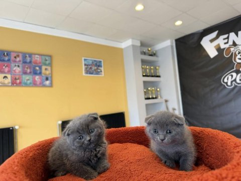 Top kafa scottısh fold yavruları fenomen pet shop