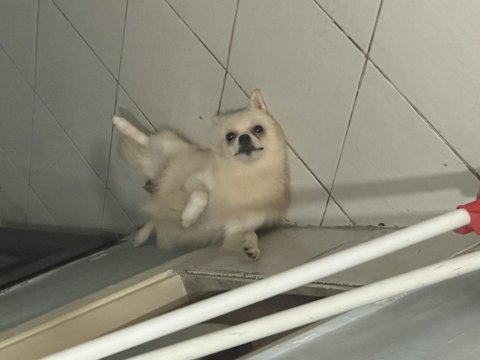 Dişi pomeranian spitz