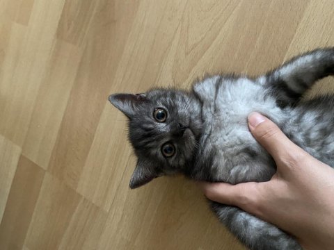 British shorthair kedimi sahiplendirmek istiyorum