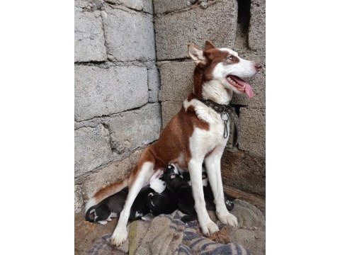Husky yavrularım