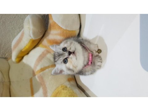 Yavrularımız yeni sahiplerini bekliyor british shorthair