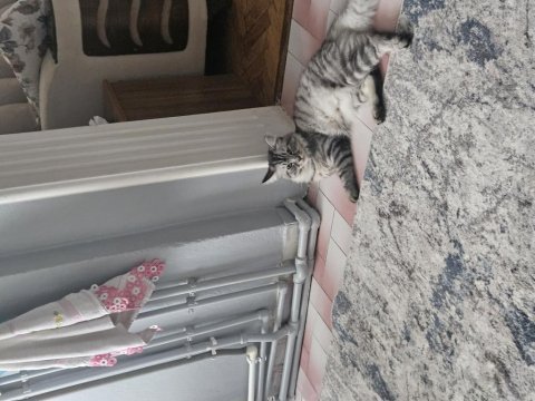 Kedimize çok acil yuva arıyoruz