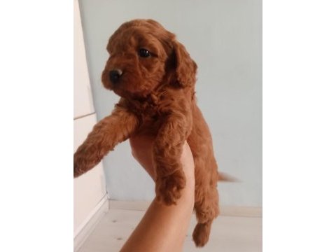 A kalite toy poodle yavrusu tam bir oyuncak ayı