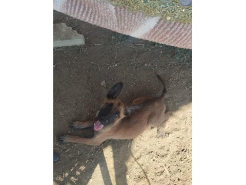 Safkan belçika kurdu yavrular