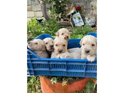 Ararsanız sevinirim golden retriever