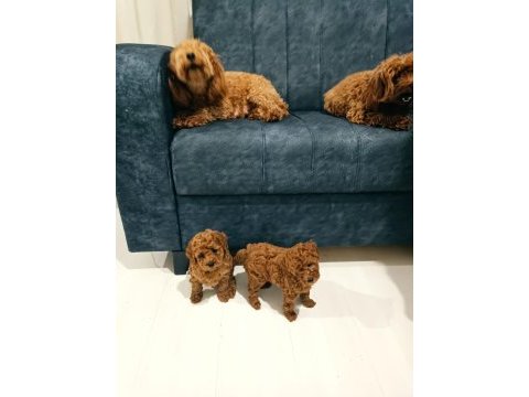 2 aylik erkek irk garantili poodle