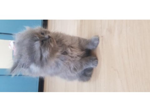 Sevimli kül rengi british longhair