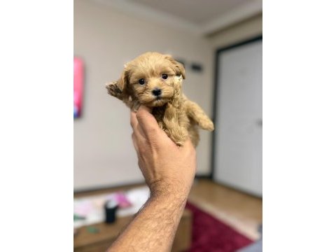 Teacup maltıpoo yavrularımız