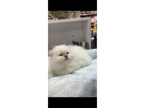 British longhair beyaz yavrumuz