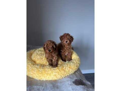 Sağlık garantili sevimli tam toy poodle yavrularımız