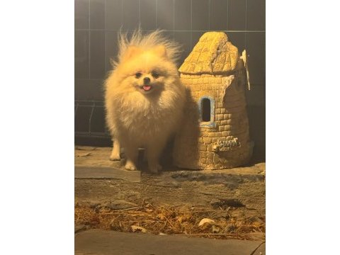 Yetişkin eğitimli pomeranian boo dişi
