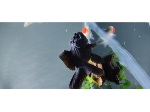 İthal oranda thailand baby face black oranda kaliteli