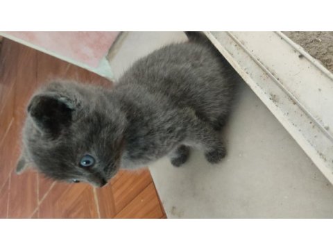 Russian blue erkek yavru
