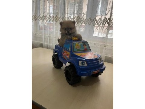 Pomeranian boo dişi yavrumuz