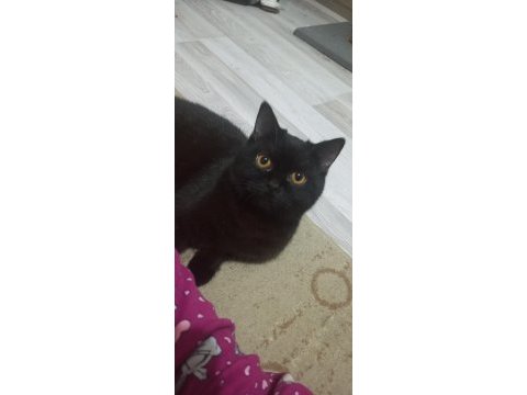 Kedimiz ücretsiz sahiplendirme