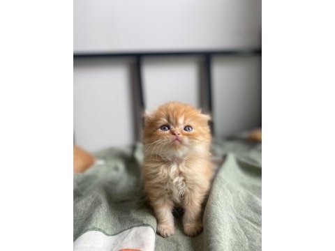 Golden scottish fold yavrular