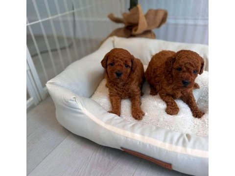 Özel toy poodle yavrular  veteriner kontrollü