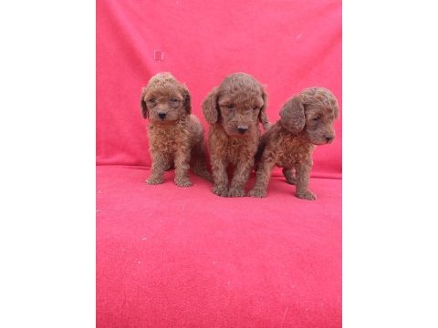 Kaliteli poodle yavrularımız