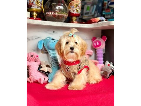 Kaliteli maltipoo