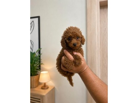 Toy poodle red lekesiz orjinal erkek dişi yavru aşılı