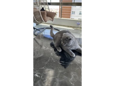 Scottish fold