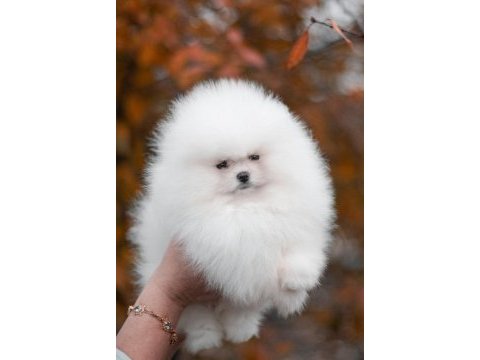 Teddy bear boo yavrular taksitle heryere gönderilir