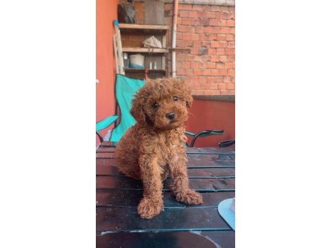 4 aylik erkek poodle