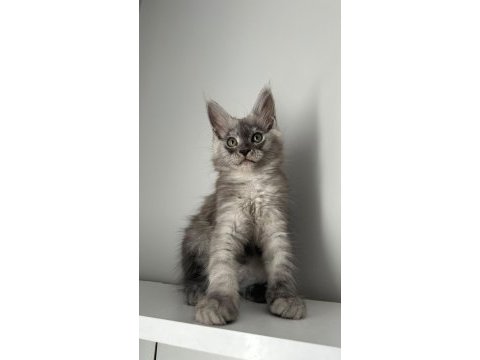 Sağlık ve ırk garantili minik maine coon devler