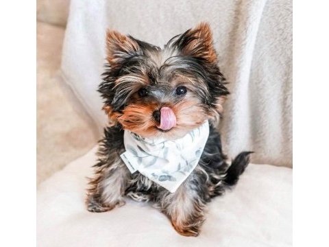 Çok akıllı sorunsuz ev köpeği