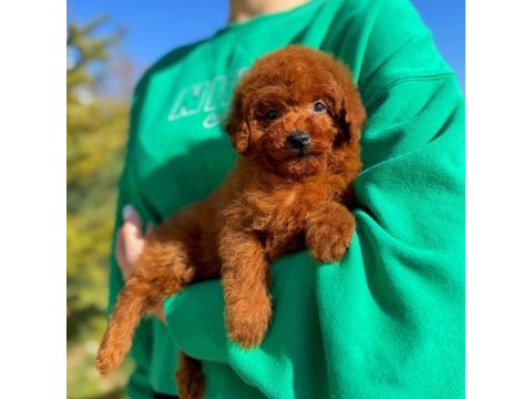 Toy poodle erkek yavrumuz