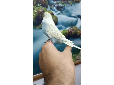 Jumbo yavru muhabbet kuşu