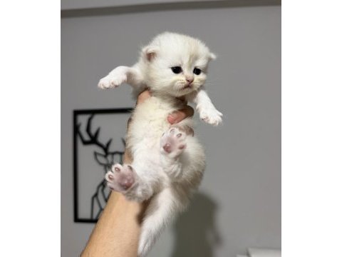 Sıfır kulak üst sınıf scottish fold bebekler