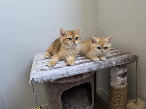 British shorthair golden dişi erkek yavrularımız